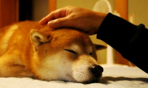 犬イメージ