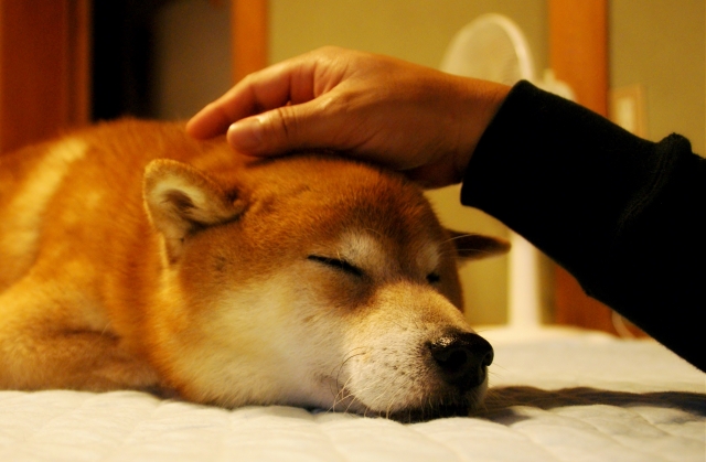 犬イメージ